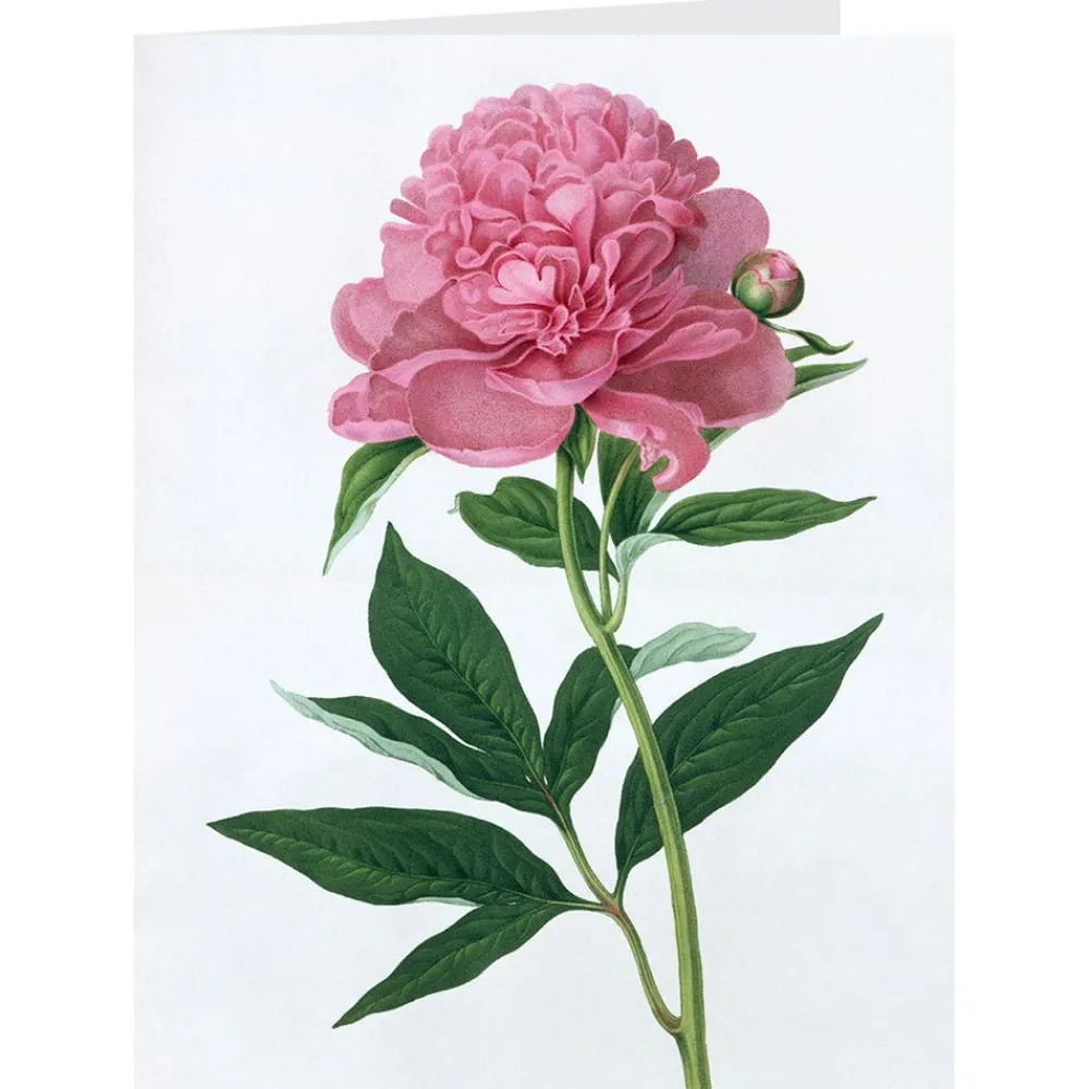 Outlet The Met Store Botanical Illustrations Notecards