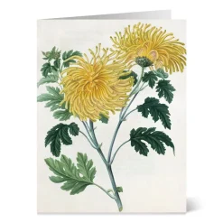 Outlet The Met Store Botanical Illustrations Notecards